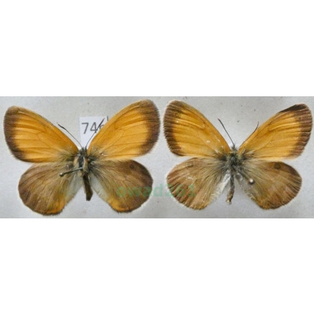 Coenonympha arcania Linnaeus, 1761 pair Strzępotek perełkowiec Czech74n
